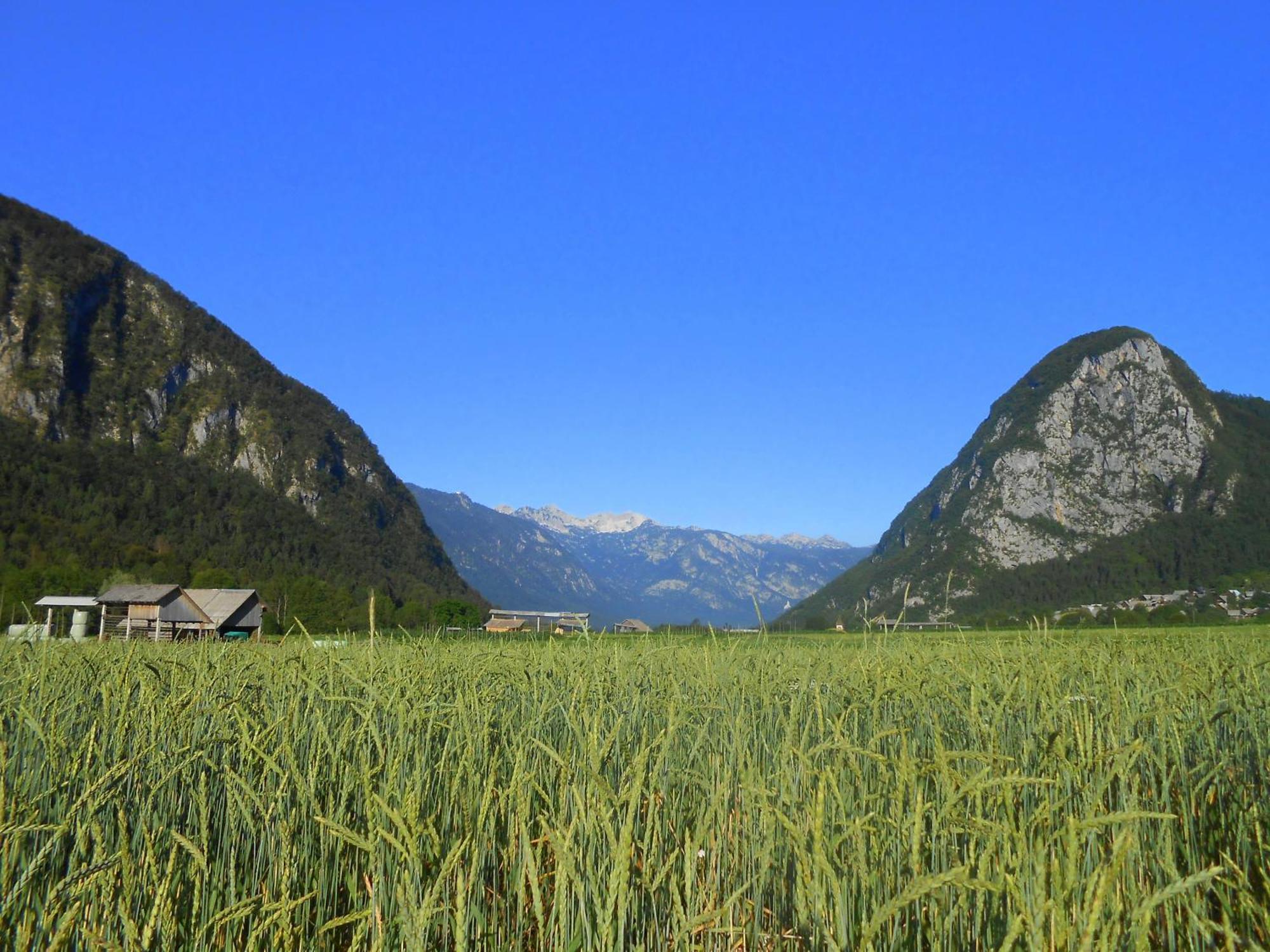 Appartamento V Objemu Gora Bohinj Esterno foto